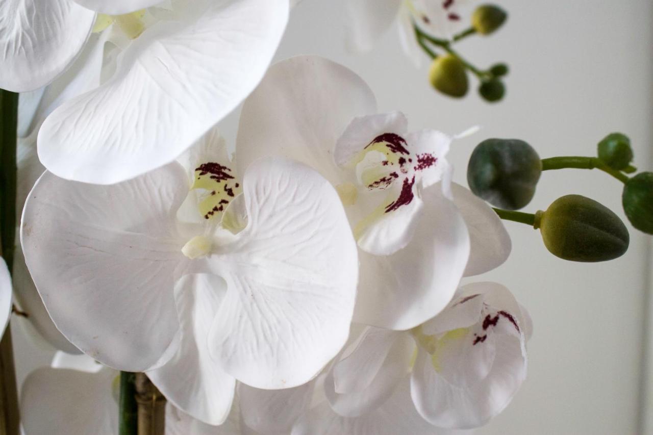 White Orchid Pula Lejlighed Eksteriør billede
